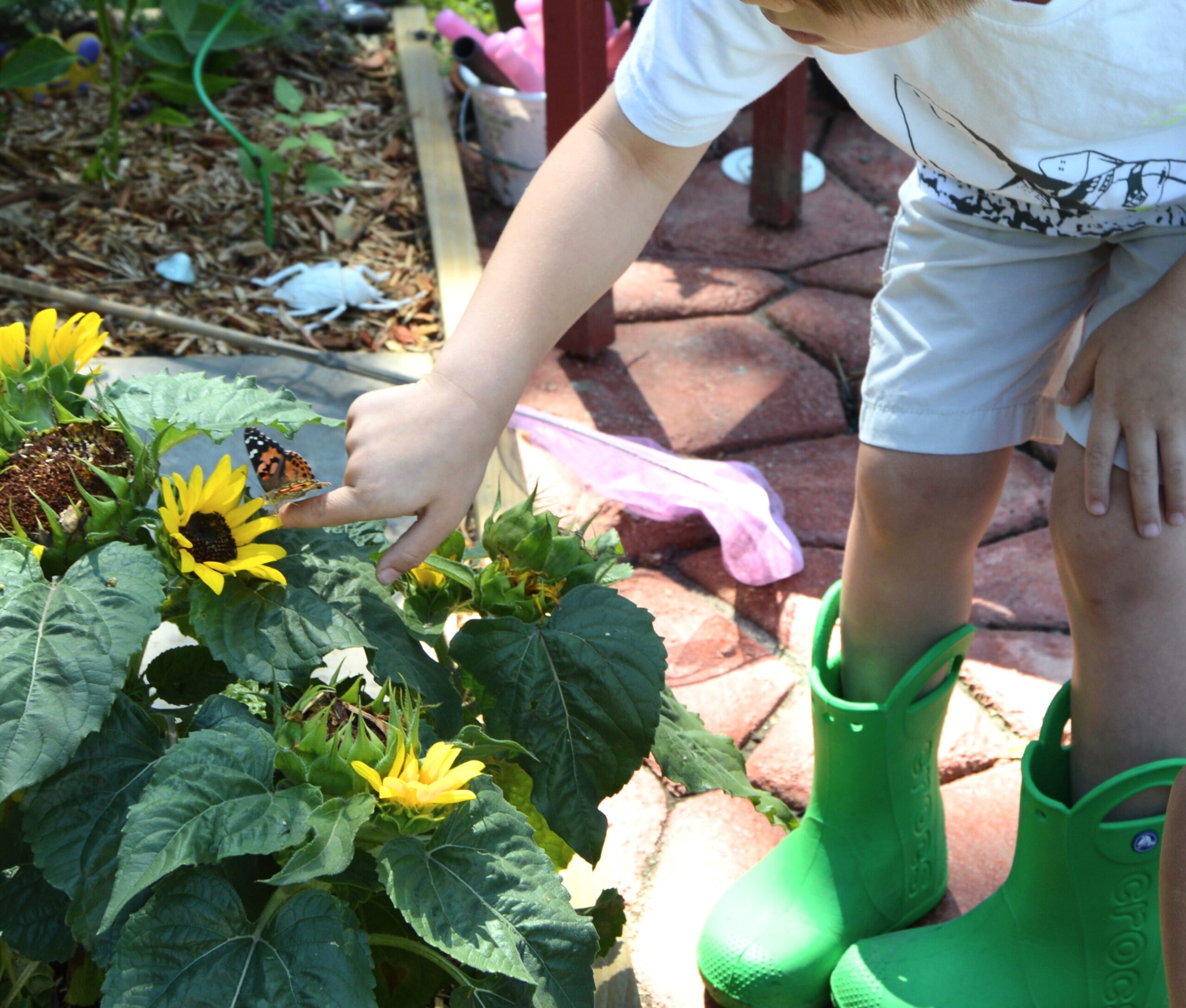 Preschool child reaching out to butterfly